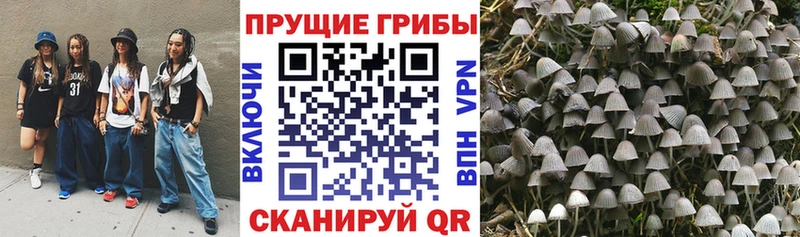 дарнет шоп  Злынка  Псилоцибиновые грибы мицелий 